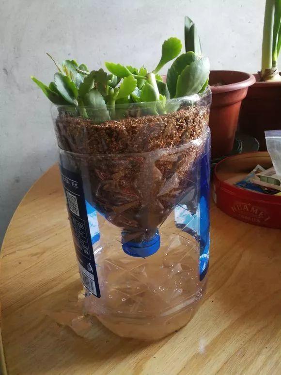 1个塑料瓶,居然有8种养花方法,省钱又好用!