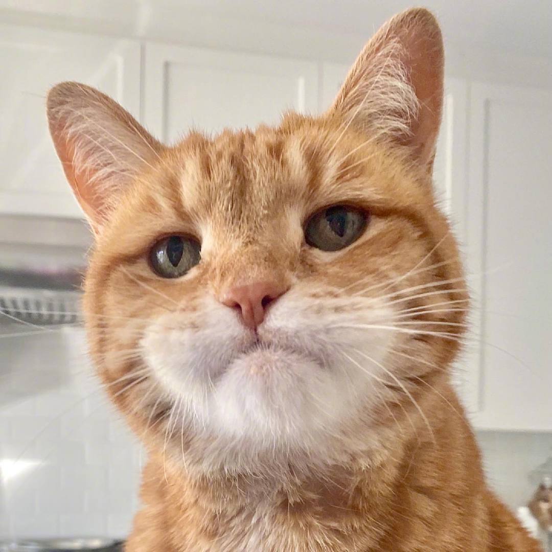 橘猫marley的假期日常 09_高清图集_新浪网