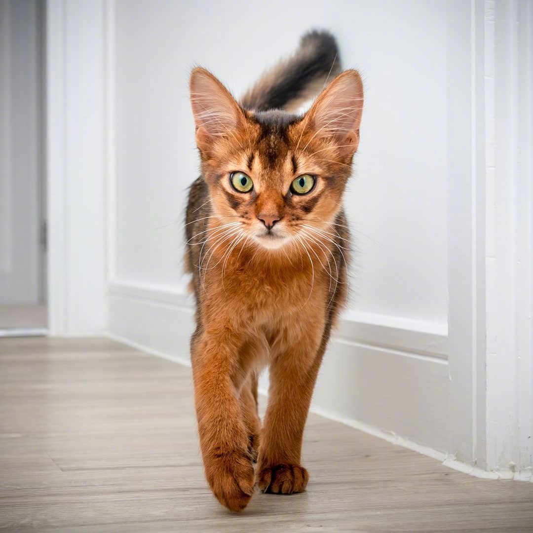 errol是一只索马里猫,这颜值简直过分了!_高清图集_新浪网