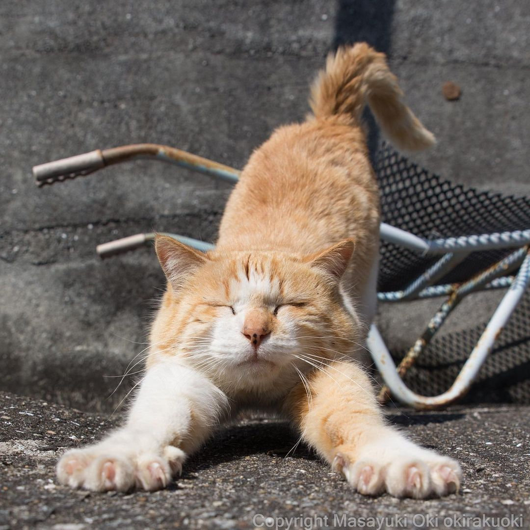 伸懒腰的猫咪高清图片下载-正版图片500627149-摄图网