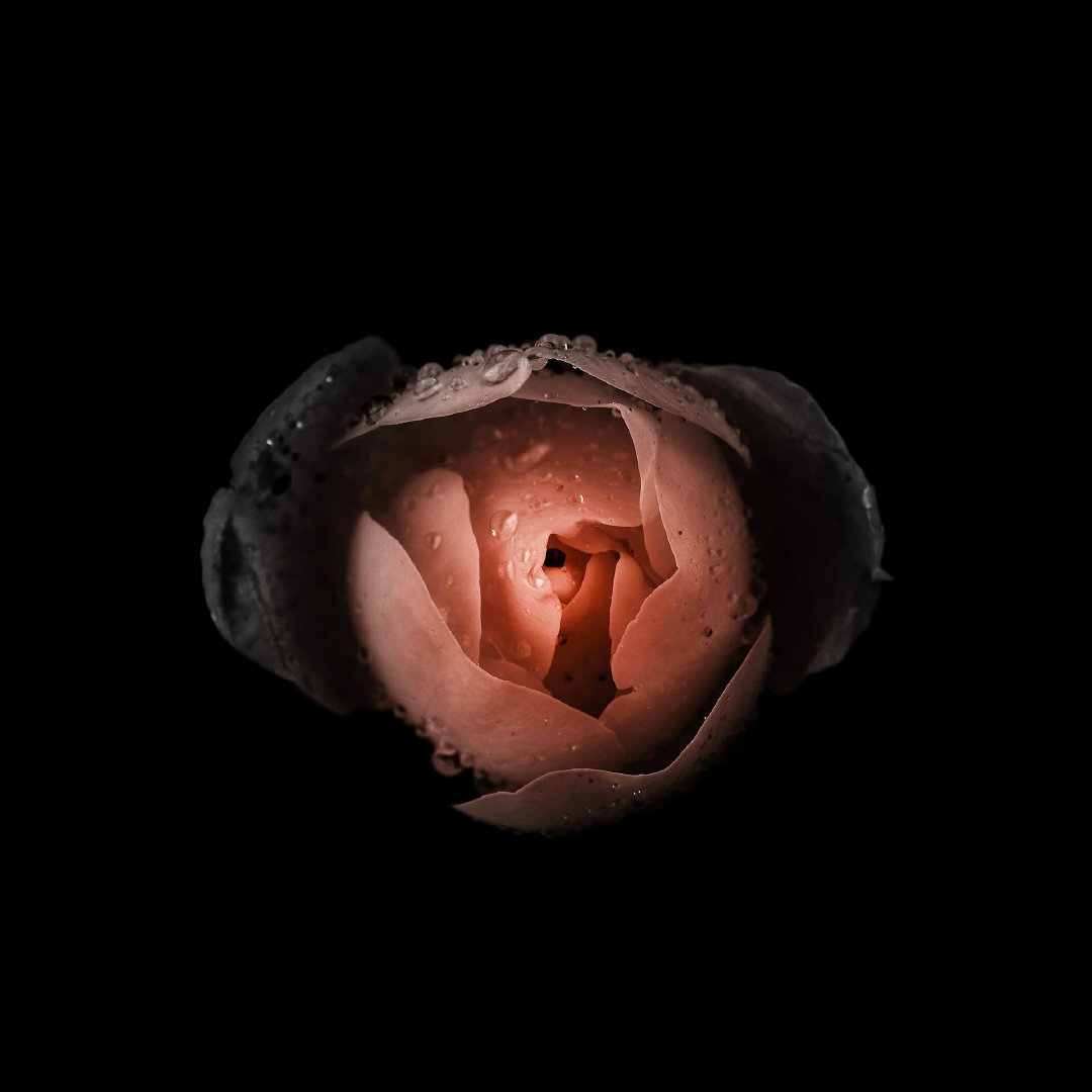 摄影师vierababecova黑暗之花花卉摄影作品