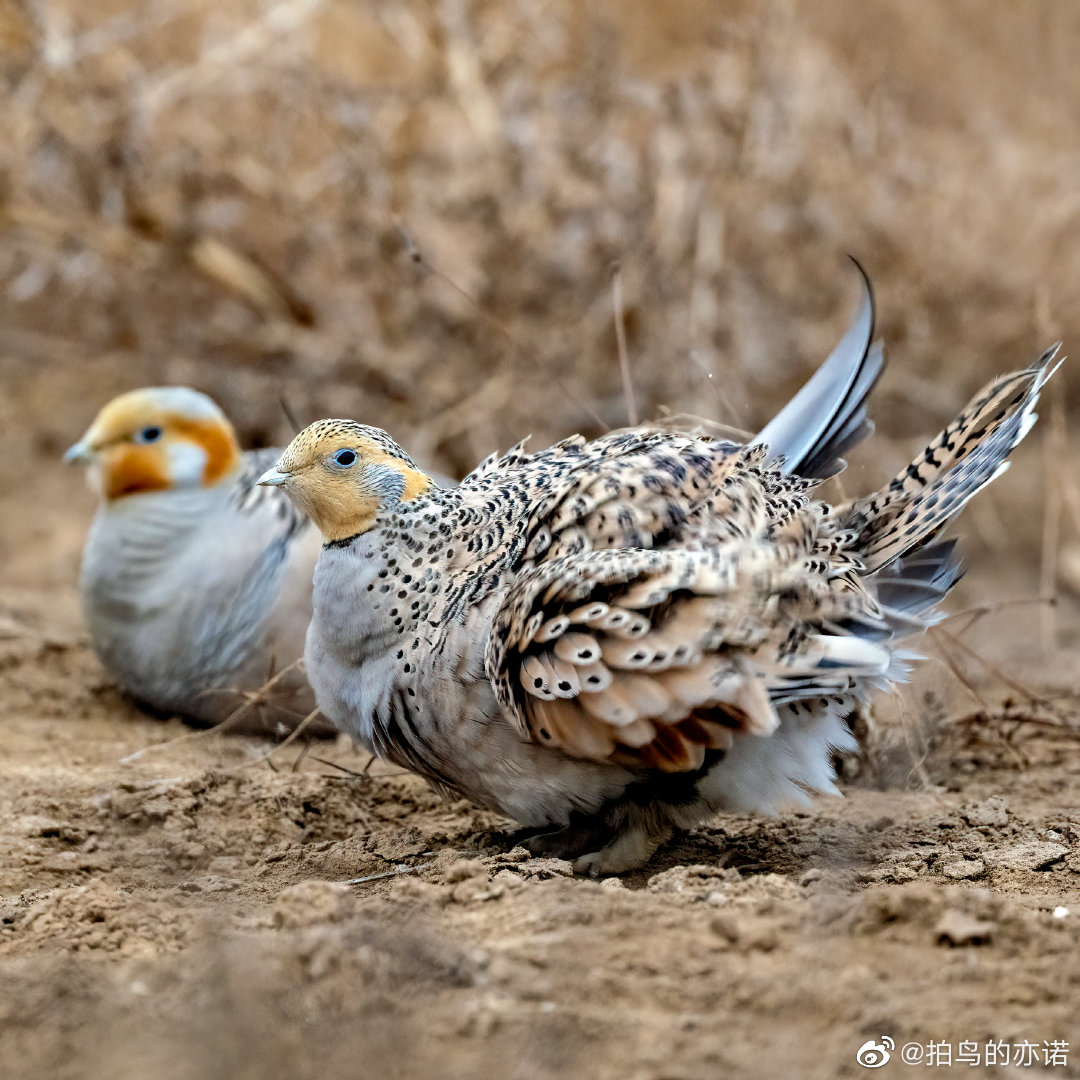Syrrhaptes Paradoxus syrrhaptes-paradoxus