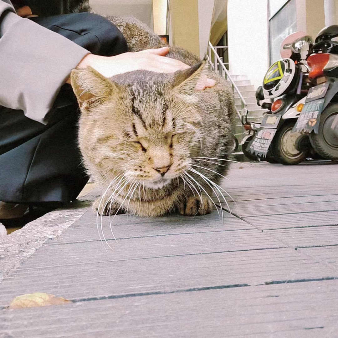 2月22日大家来发可爱猫猫吧 o(=•ェ•=)m__财经头条