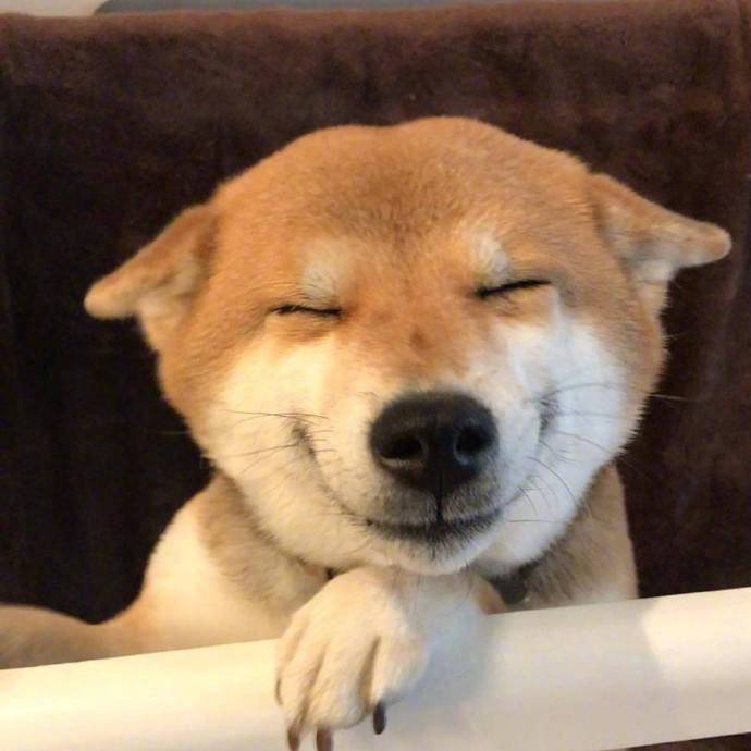 柴犬微笑表情包头像图片
