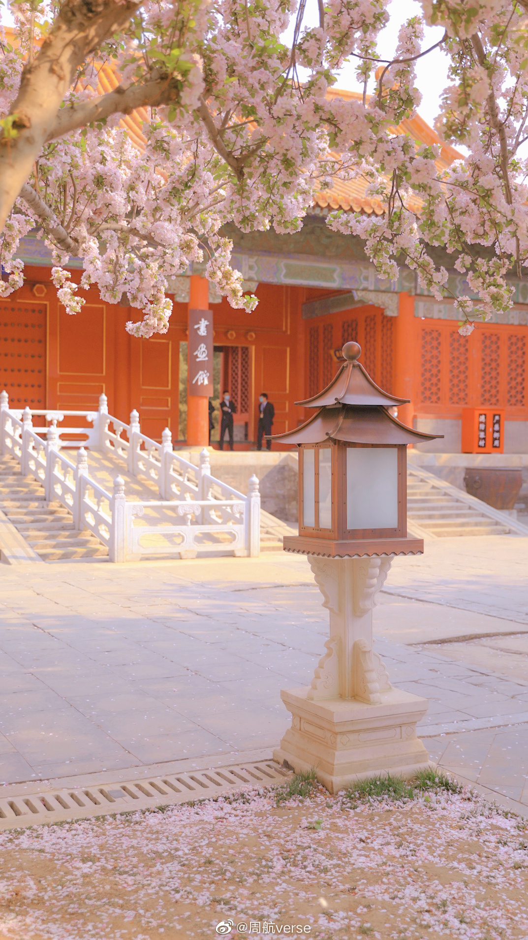 故宫文华殿的海棠盛放