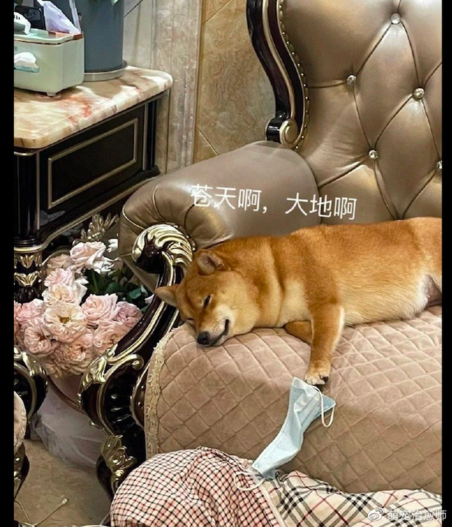 柴犬在来大姨妈的时候痛经了，躺在沙发上一脸生无可恋，有点萌！休闲区蓝鸢梦想 - Www.slyday.coM