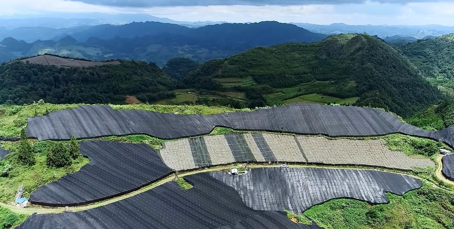 云南文山数字技术助力绿色三七gap种植
