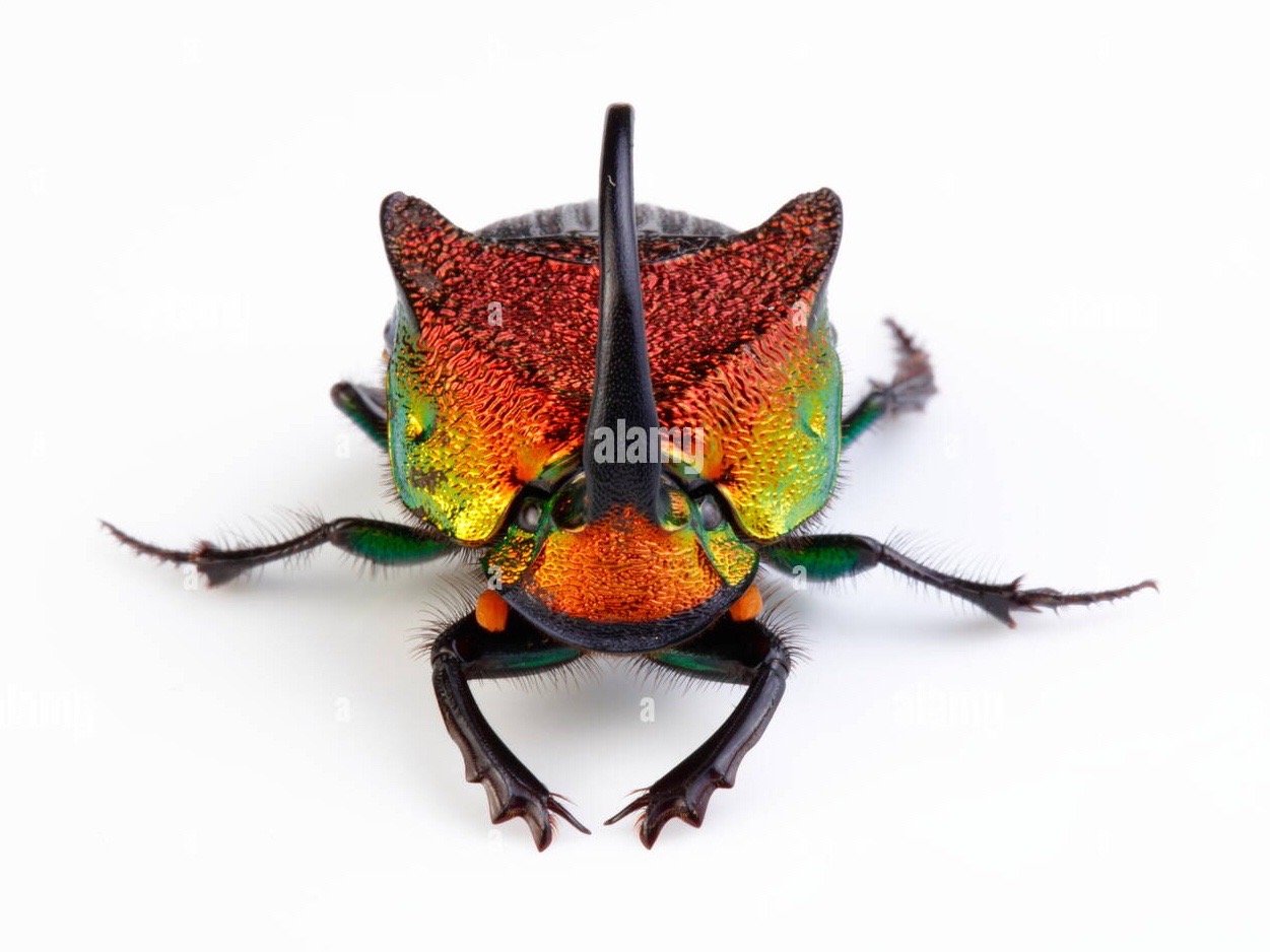 彩虹圣甲虫phanaeus vindex