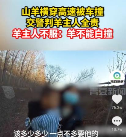 山羊横穿高速被车撞，交警判羊主人全责！羊主人不服：车往羊身上撞的啊，究竟谁的错？休闲区蓝鸢梦想 - Www.slyday.coM