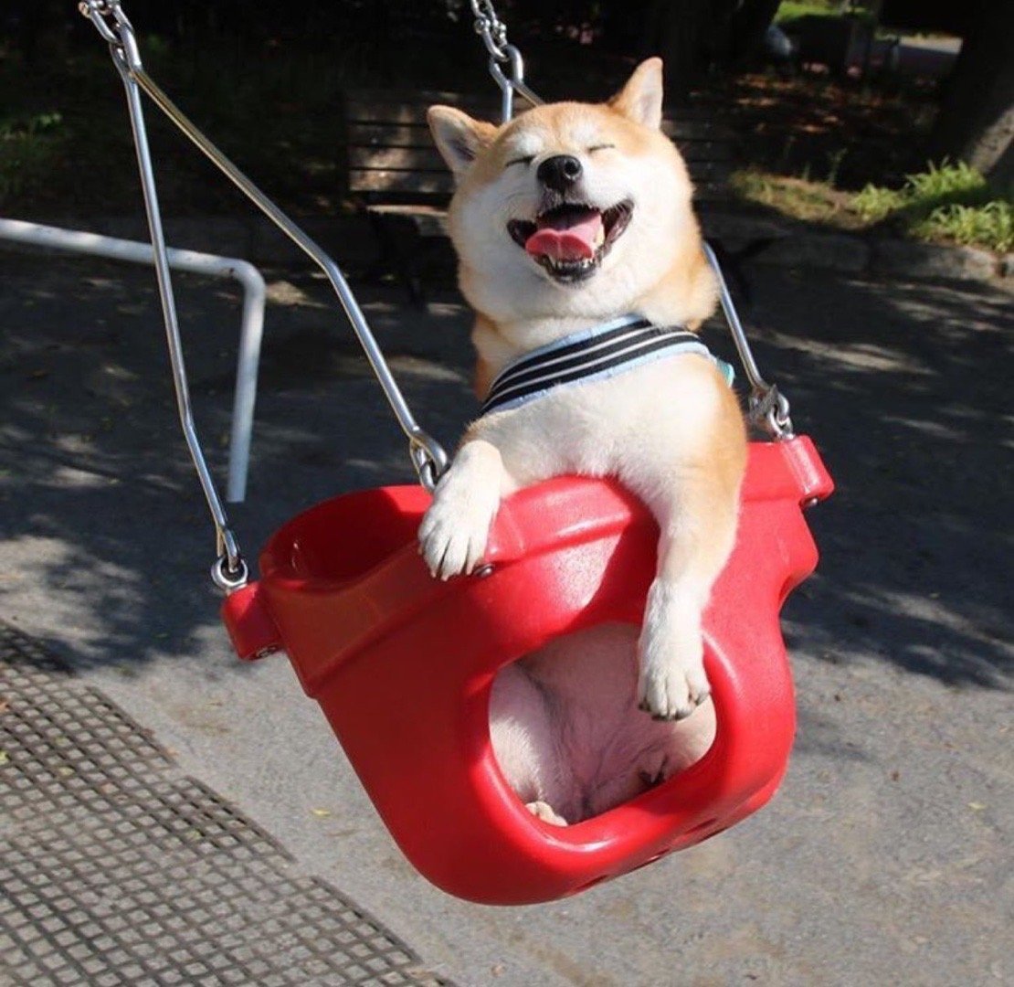 狗子荡秋千好快乐!你也来吸收一点快乐吧