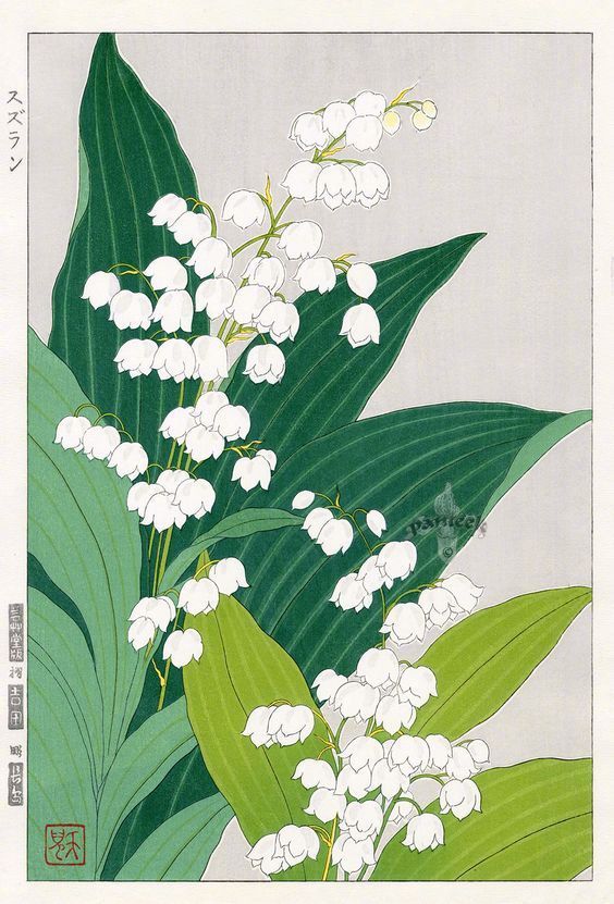 muguet de mai 五月铃兰