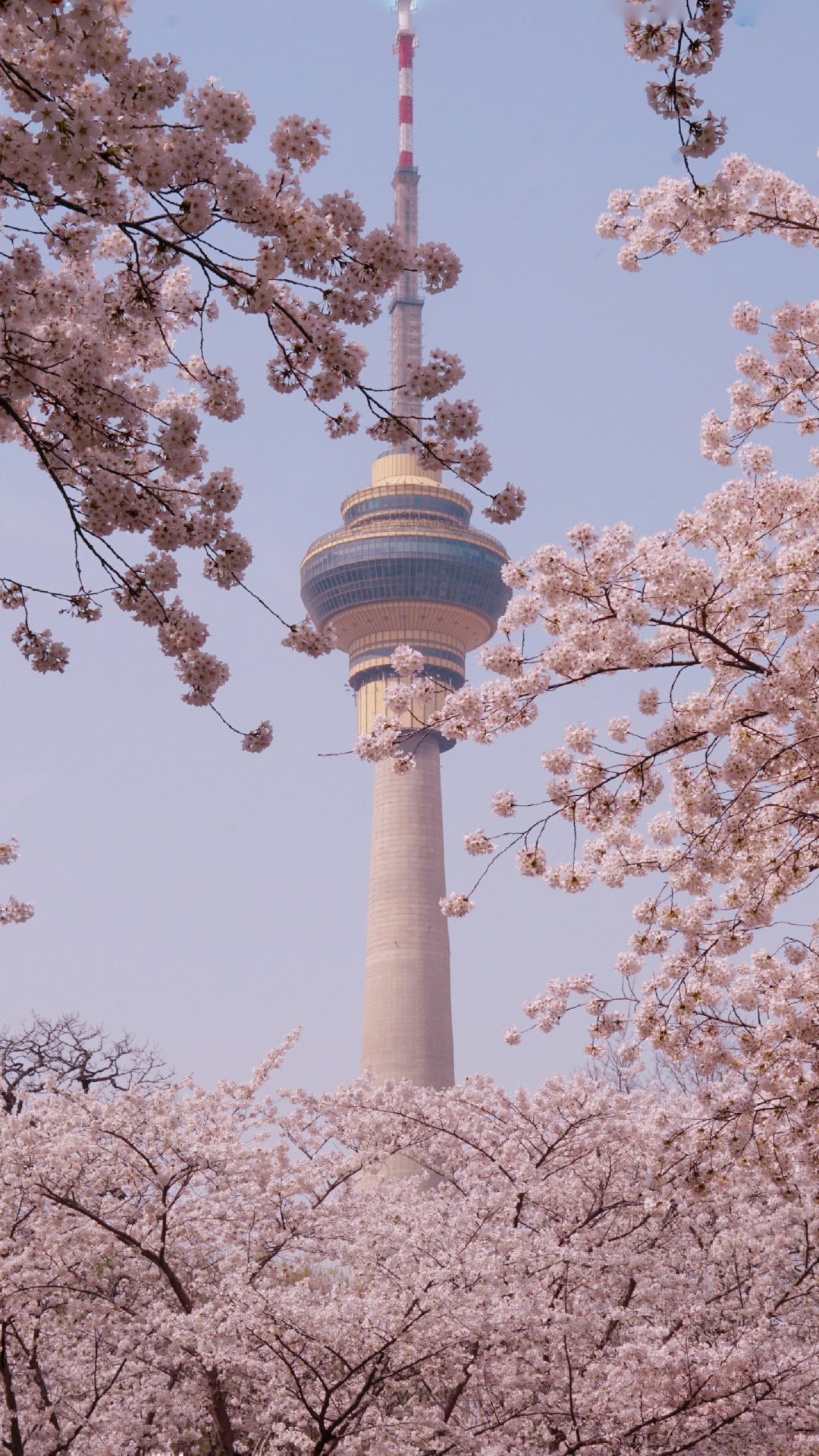 "樱"你而美 ——玉渊潭公园樱花节 摄影