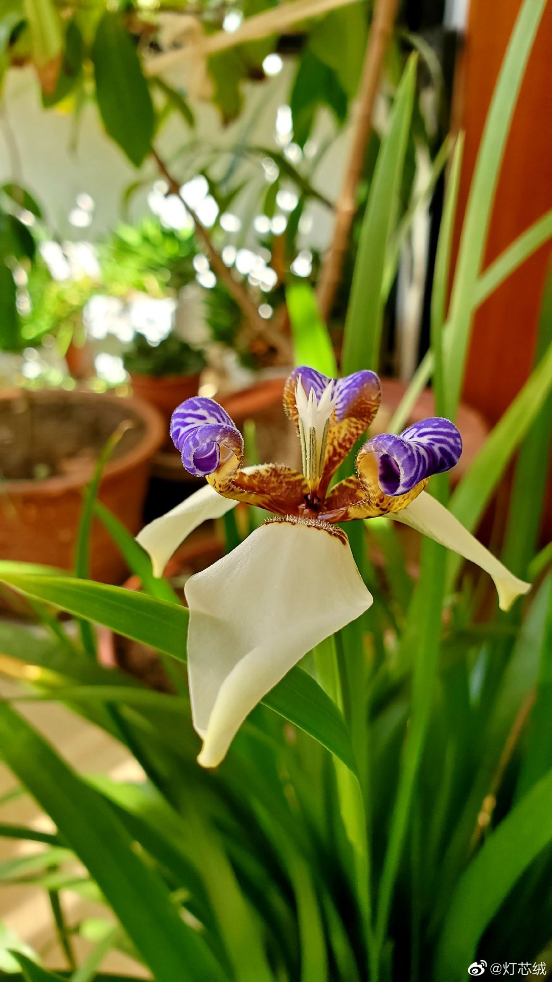 又一朵花开巴西鸢尾_高清图集_新浪网