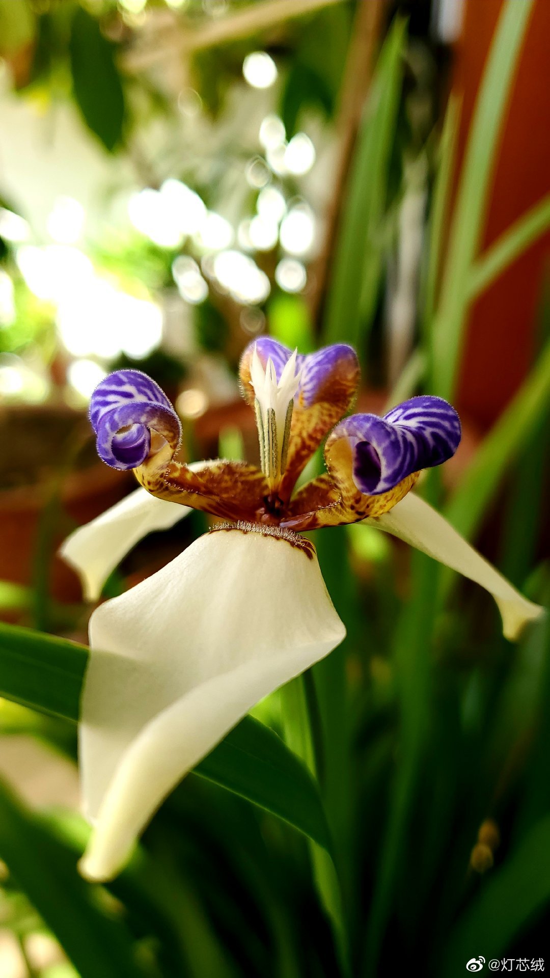又一朵花开巴西鸢尾_高清图集_新浪网