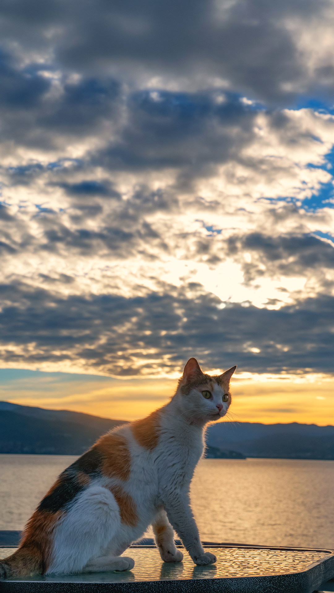 大理和丽江那些风景如画,可爱有趣的猫猫们!