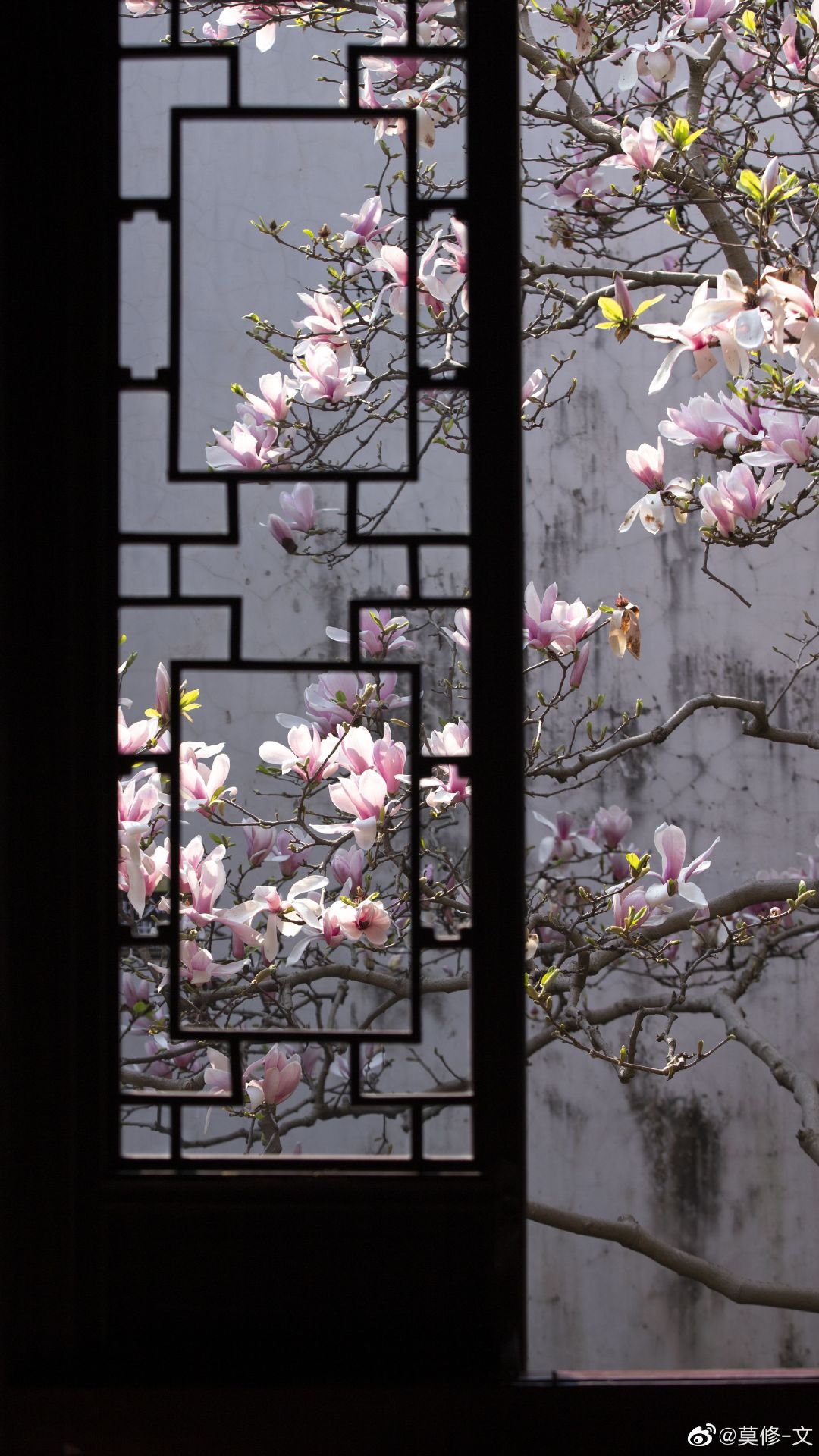 大好春光下,苏州留园的窗棂边玉兰花净若清荷尘不染,……__财经头条