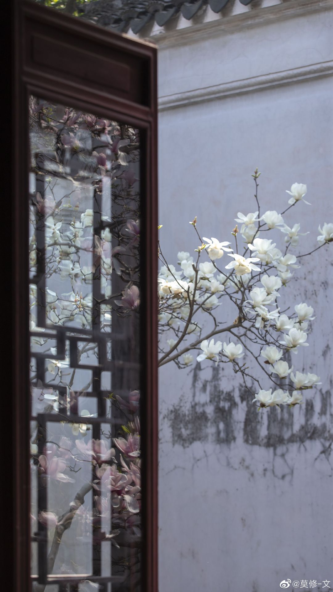 大好春光下,苏州留园的窗棂边玉兰花净若清荷尘不染,……__财经头条