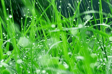 看物象识天气喜鹊搭窝高,当年雨水涝.