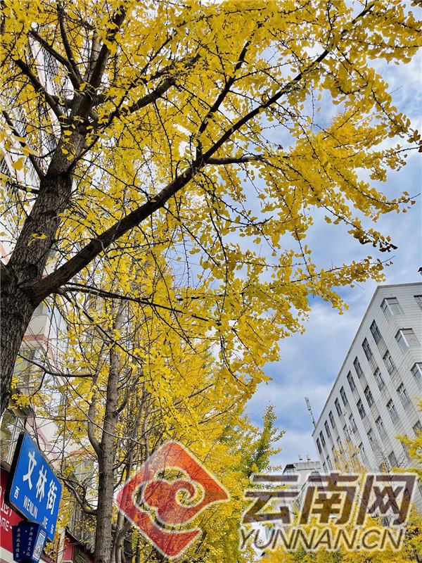 五华区第二届银杏艺术节开幕 打造翠湖"15分钟文化艺术圈"