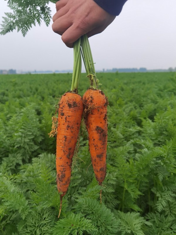 生鲜电商自营胡萝卜热卖,叮咚买菜:做“更好的农产品”