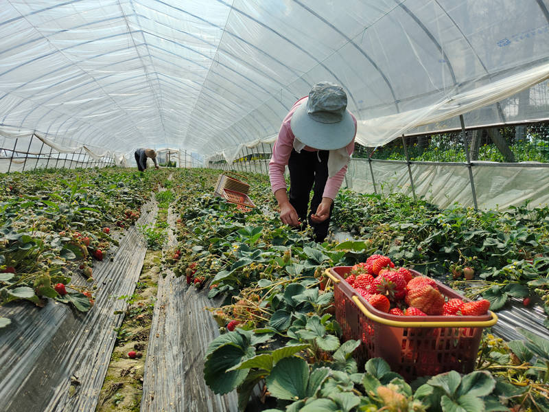 千斤草莓因疫情滞销愁煞农户 一场爱心接力正在这个沪郊小镇上演休闲区蓝鸢梦想 - Www.slyday.coM