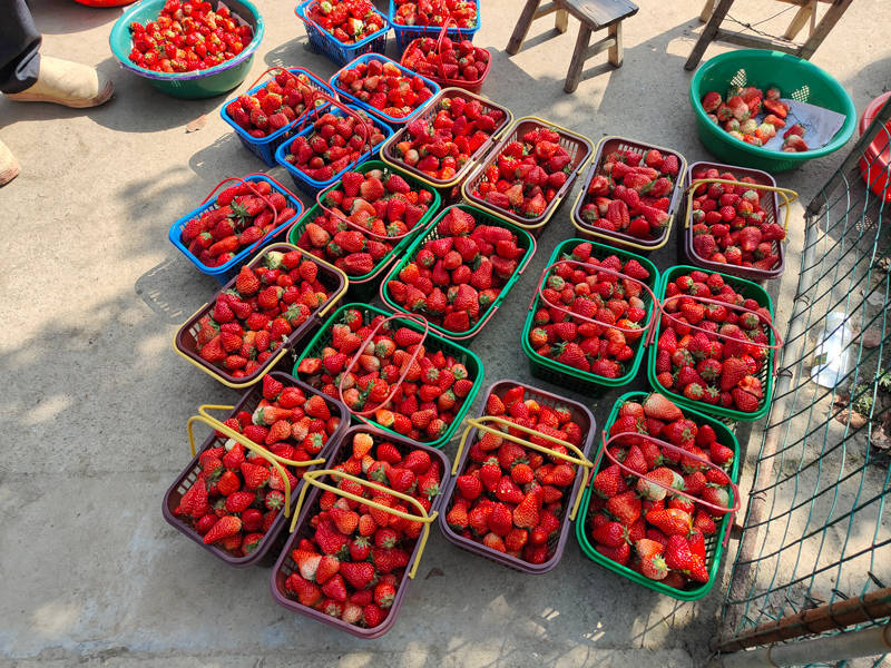 千斤草莓因疫情滞销愁煞农户 一场爱心接力正在这个沪郊小镇上演休闲区蓝鸢梦想 - Www.slyday.coM
