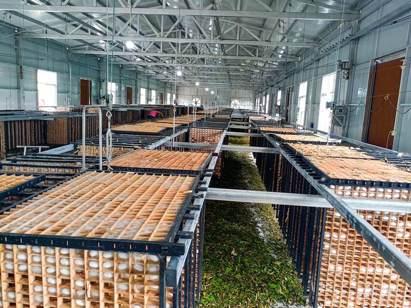 资料图,异时拍摄走进32岁的排扎丁家,这个能干的景颇族妇女正在大棚里