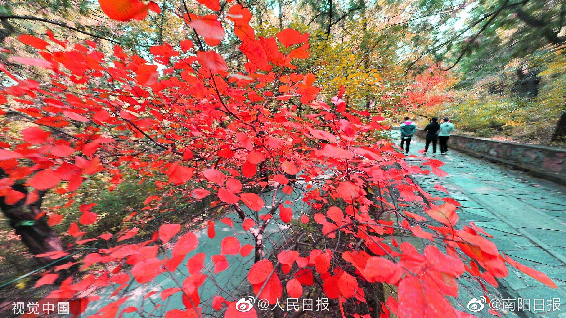 香山红叶把秋日氛围拉满了
