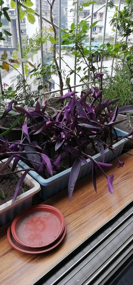 紫竹梅超好养,掐个枝插土里,一夏天长满一大片