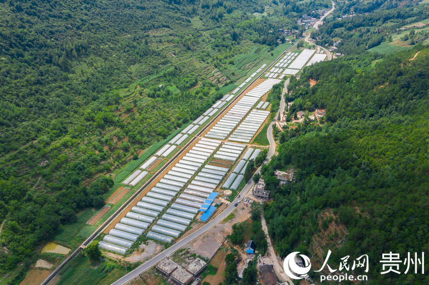 航拍威宁县龙场镇开嘎社区益民种植农民专业合作社.人民网涂敏摄