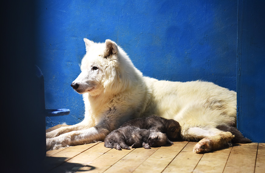 华北首次人工繁育的五只北极狼崽状态良好憨态可掬