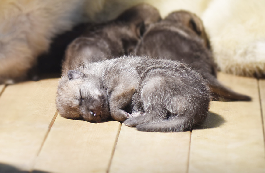 华北首次人工繁育的五只北极狼崽状态良好憨态可掬