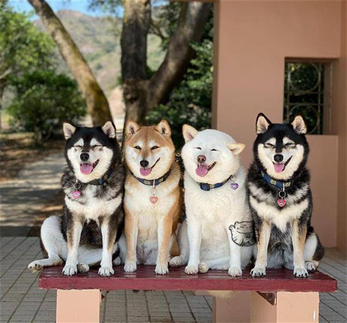 白色柴犬:我不是害群之柴,只是想站在C位