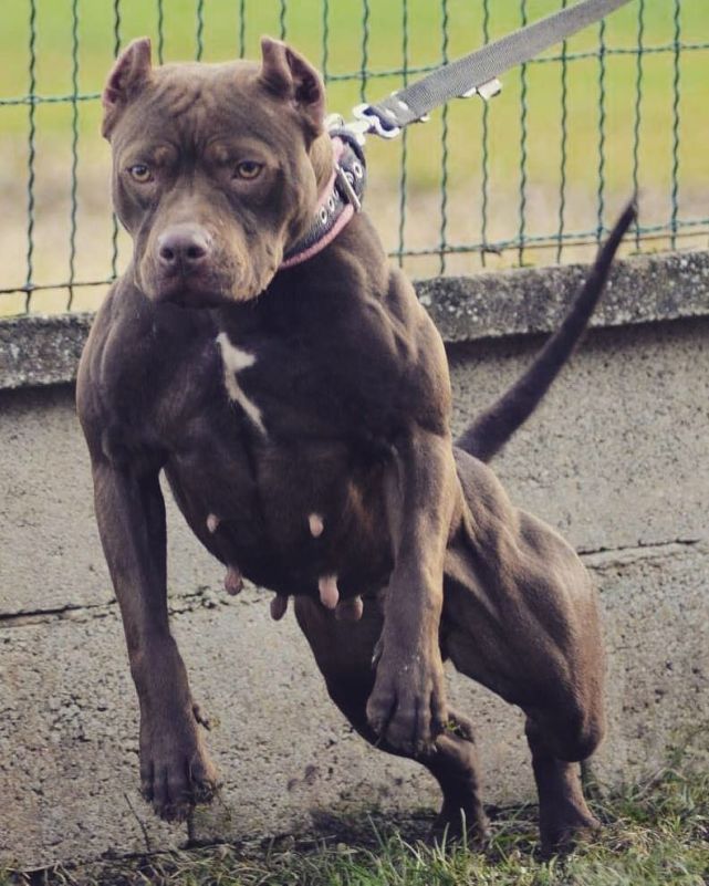 "战神"比特犬和野生花豹,关在笼子里,谁会先死?