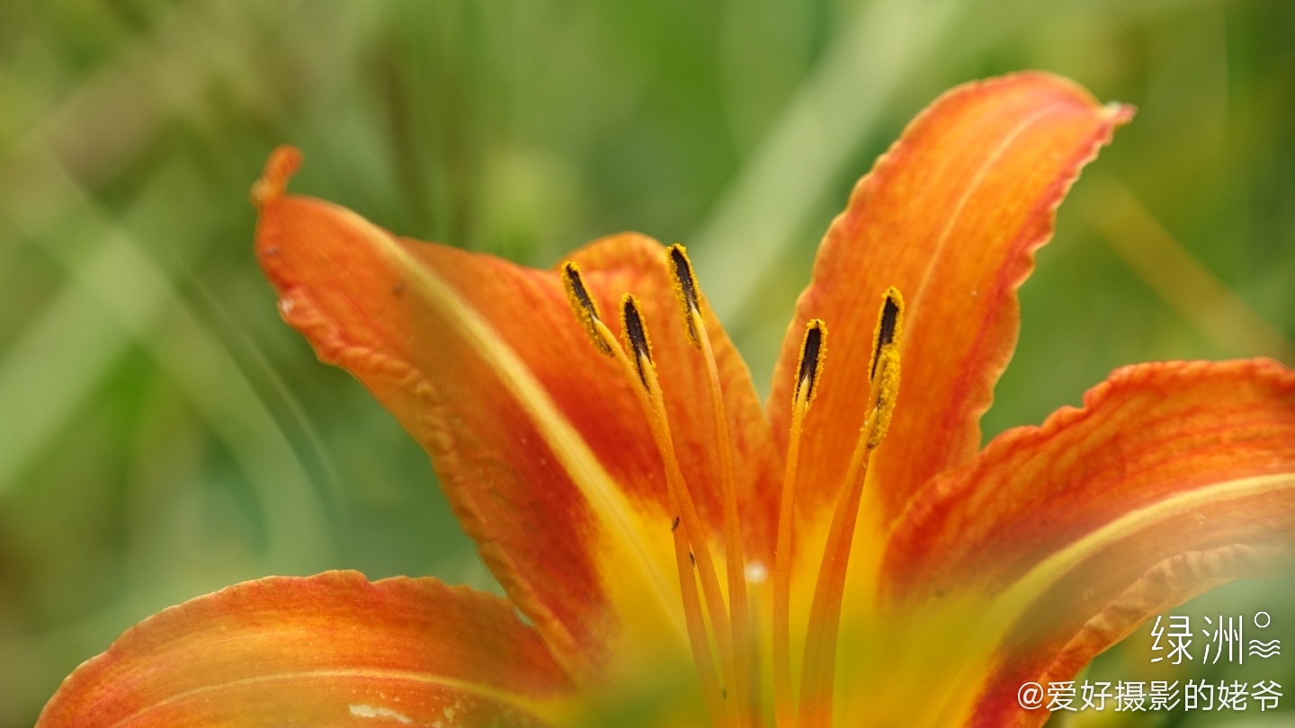 不知是花蕊还是花蕾