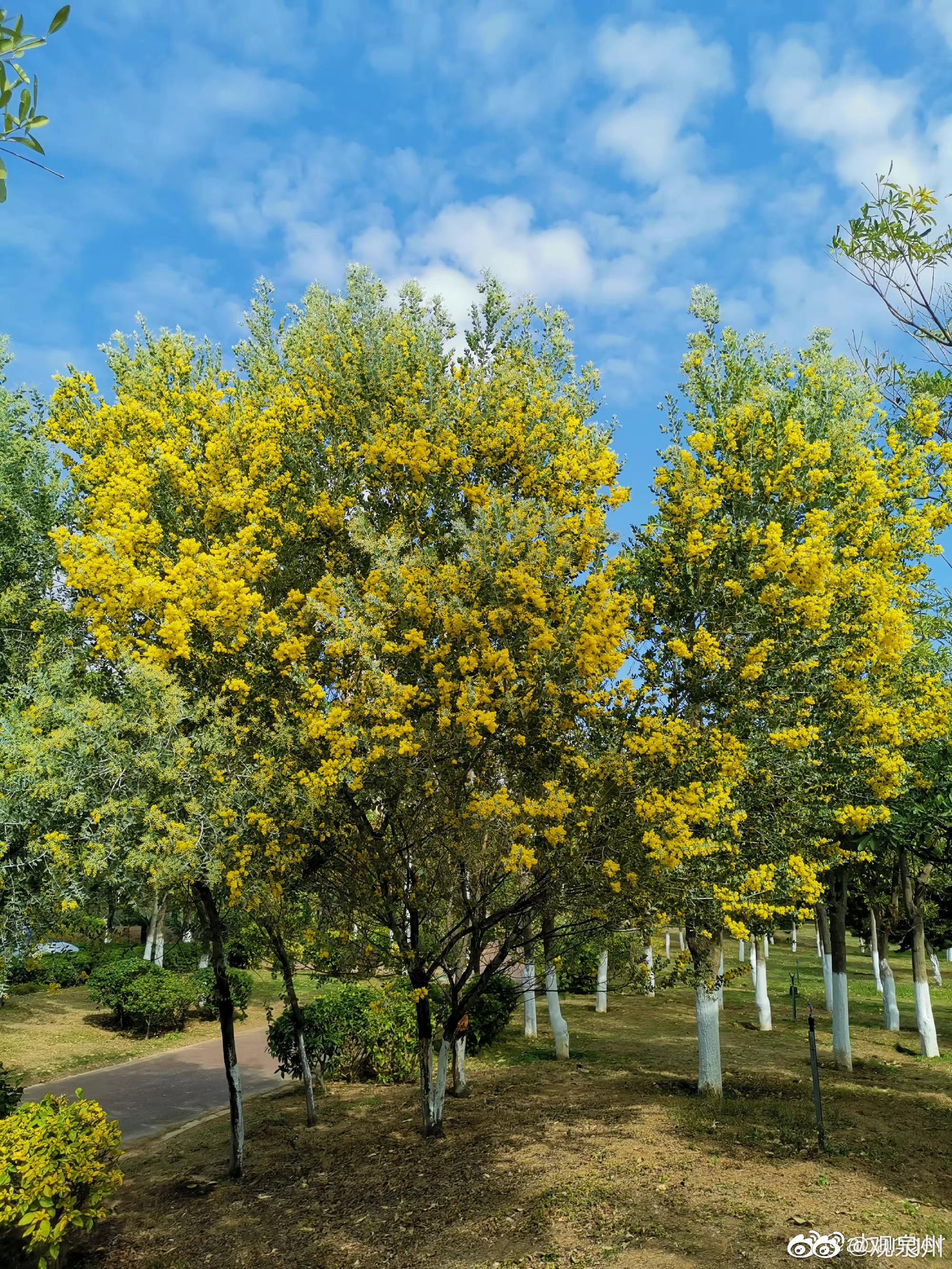 滨海公园珍珠金合欢怒放万点金