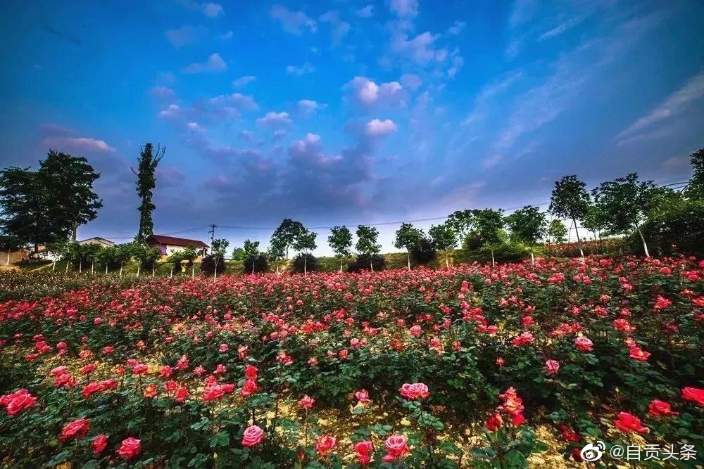 中国玫瑰海 · 七彩玫瑰文化节,门票无限量免费送