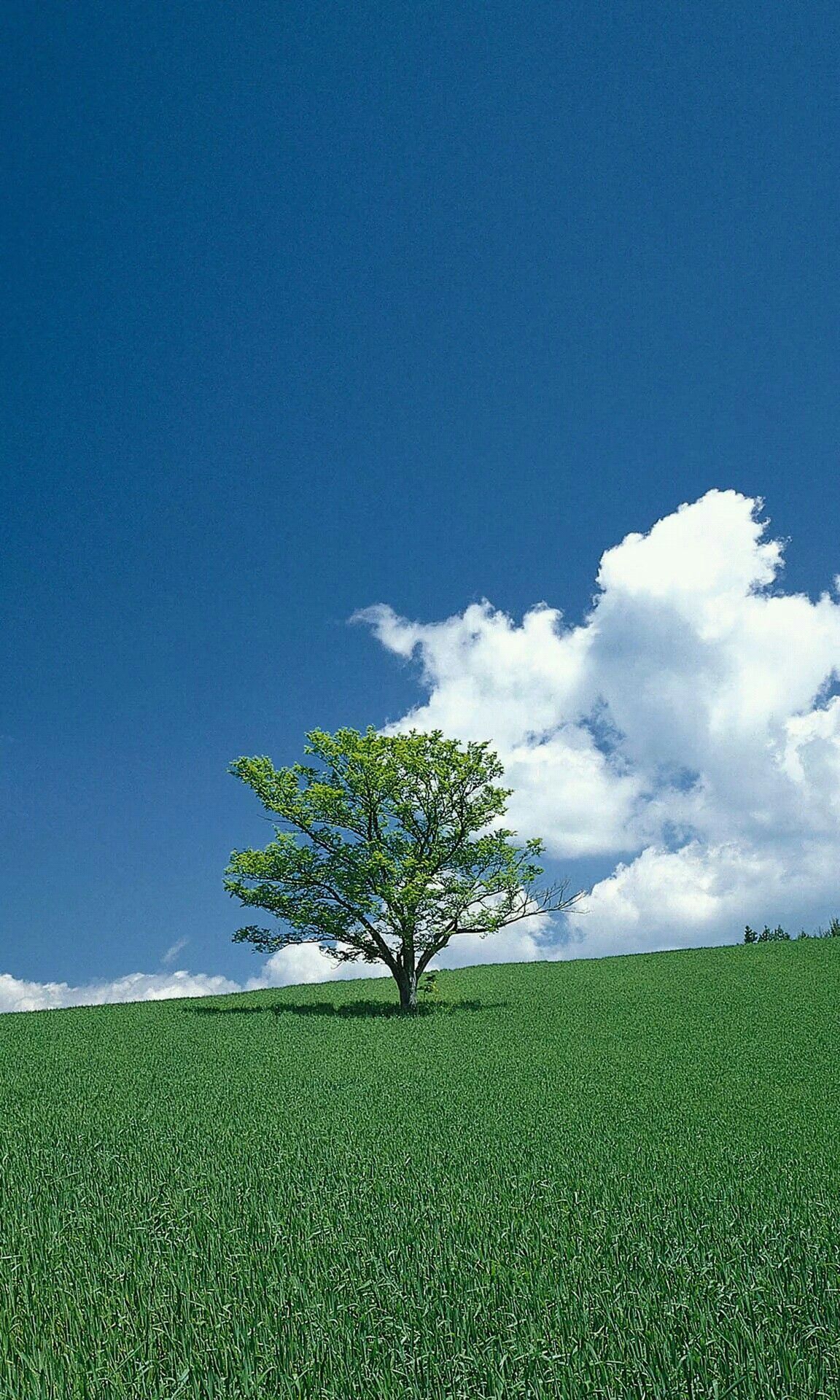 今日的绿色心情