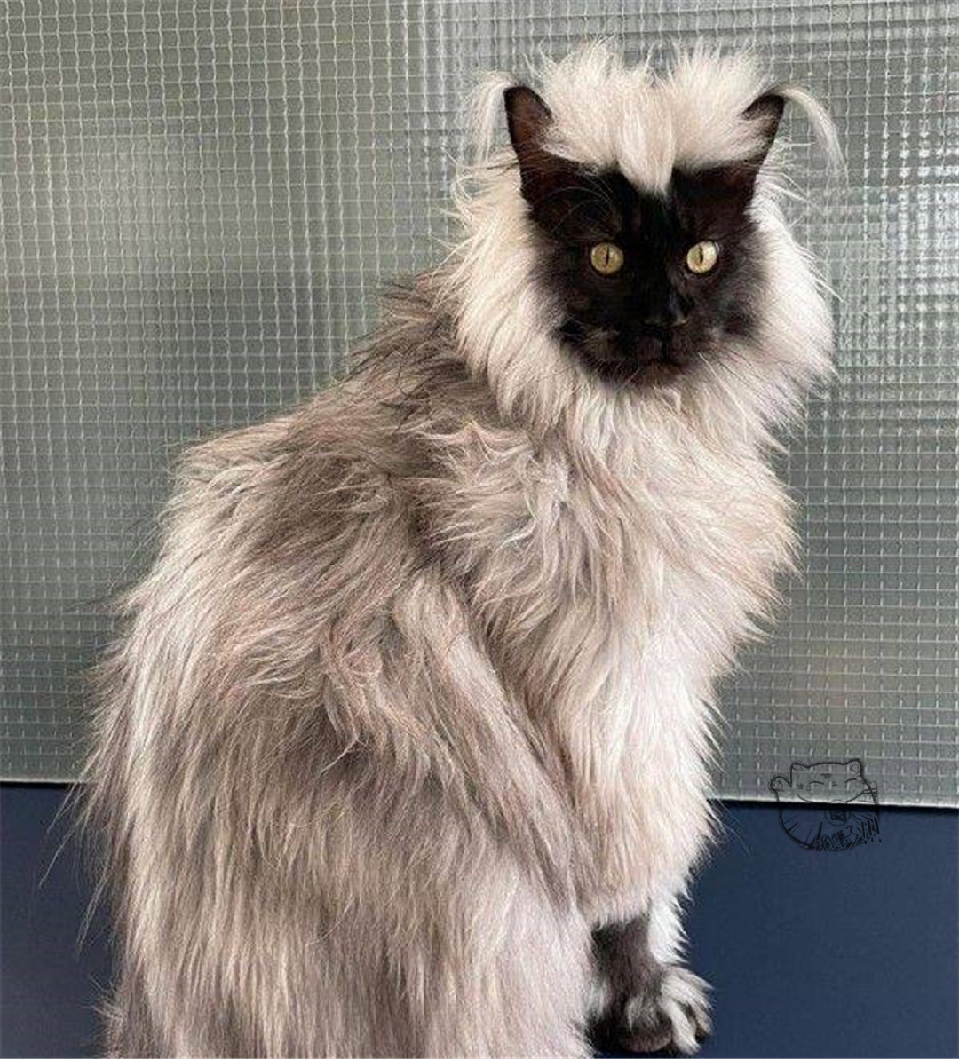 法国的一只缅因猫火了,因为长相类似狐猴|吸血鬼|狐猴|缅因猫_新浪