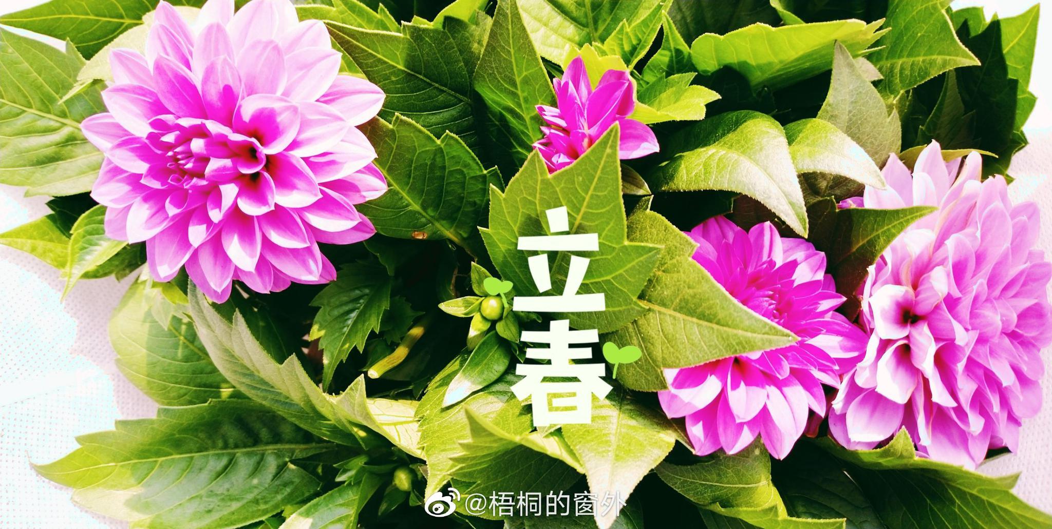 今天立春,二十四节气之首.风和日暖,万物生长的春天来了