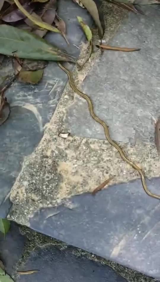 中山惊现像蛇又像虫的 怪物 上网一查发现