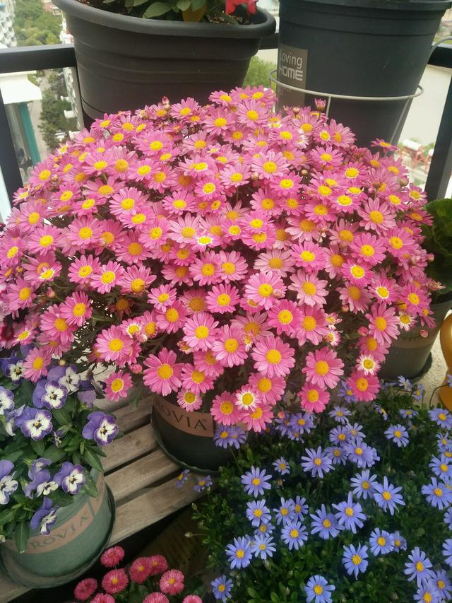 糖果玛格丽特花