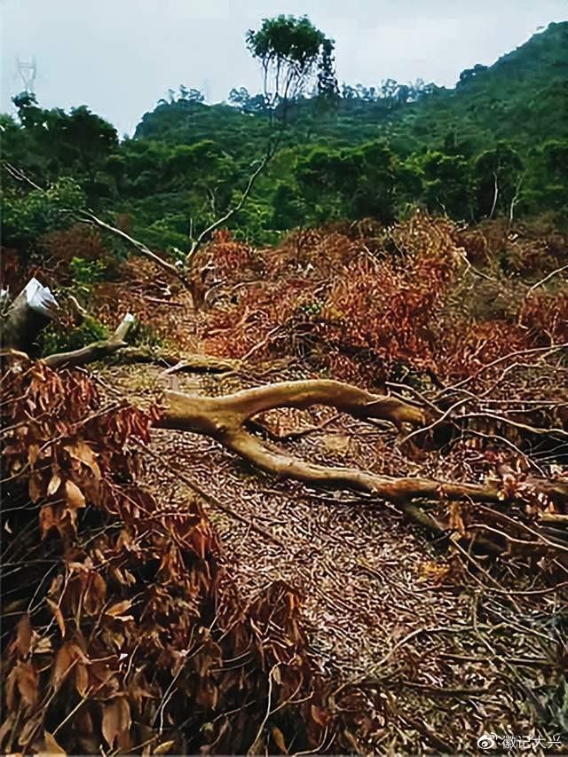 绿美中国下的广东观音山国家森林公园护林博弈之路
