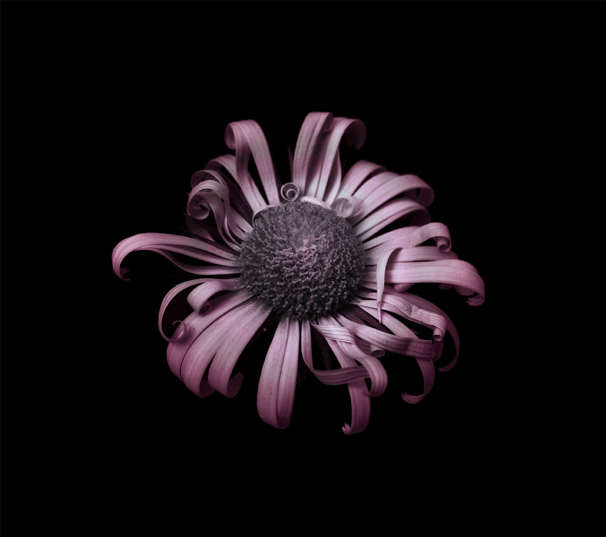 摄影师vierababecova黑暗之花花卉摄影作品