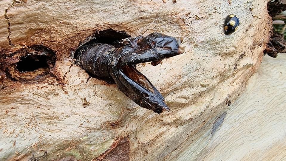 澳洲巨型木蛾endoxyla cinereus_高清图集_新浪网