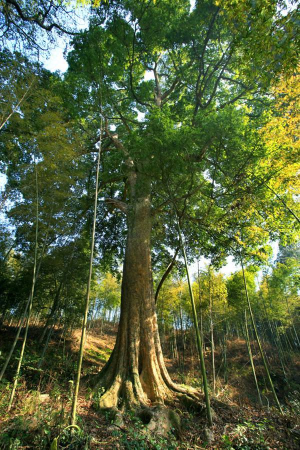 中国十大名贵树木图片图片
