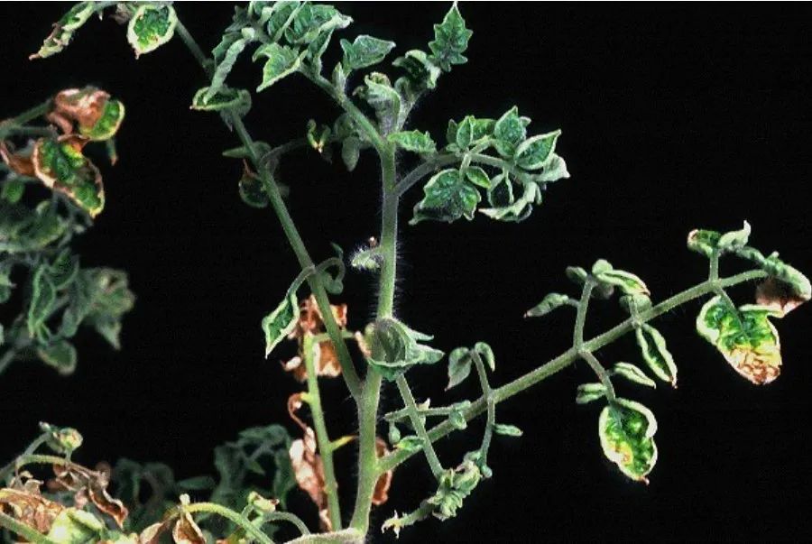 大豆常见病害都有哪些 该如何有效防治