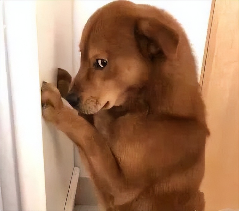 狗子犯了明显的过错，最简单有效的处置办法是什么？谁有好办法休闲区蓝鸢梦想 - Www.slyday.coM