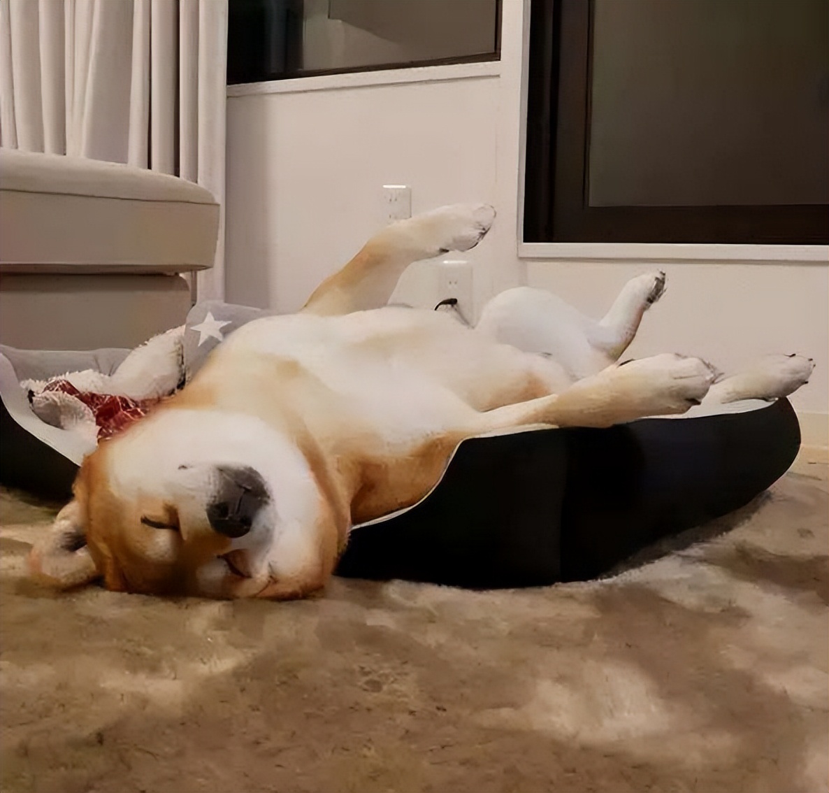 狗子犯了明显的过错，最简单有效的处置办法是什么？谁有好办法休闲区蓝鸢梦想 - Www.slyday.coM