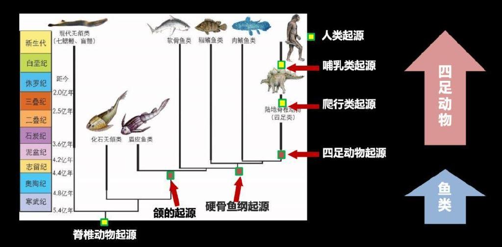 一块化石成了关键证据！我国科学家填补“从鱼到人”演化关键环节休闲区蓝鸢梦想 - Www.slyday.coM